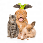 Домашние животные