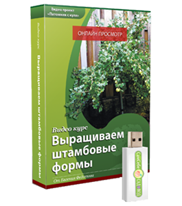 Видеокурс Выращиваем штамбовые формы смородины и крыжовника (Евгений Федотов, Роман Врублевски, Сам себе садовод)