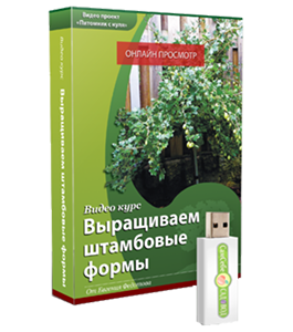 Видеокурс Выращиваем штамбовые формы смородины и крыжовника (Евгений Федотов, Роман Врублевски, Сам себе садовод)