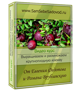 Видеокурс Выращиваем крупноплодную клюкву (Евгений Федотов, Роман Врублевски, Сам себе садовод)