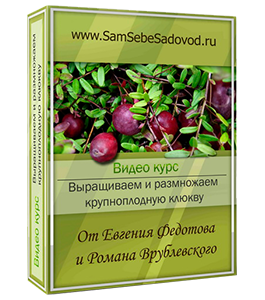 Видеокурс Выращиваем крупноплодную клюкву (Евгений Федотов, Роман Врублевски, Сам себе садовод)
